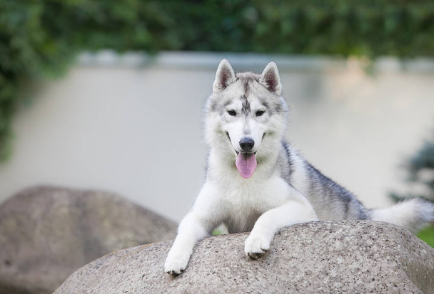 Prachtige grijze Siberische husky puppy in het park - Foto, afbeelding