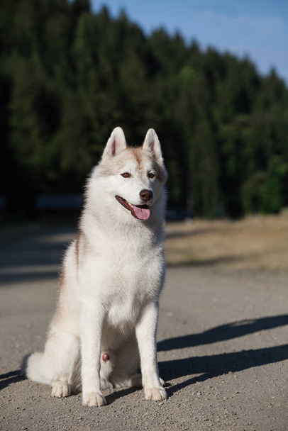 公園で美しい灰色のシベリアのハスキー子犬 - 写真・画像