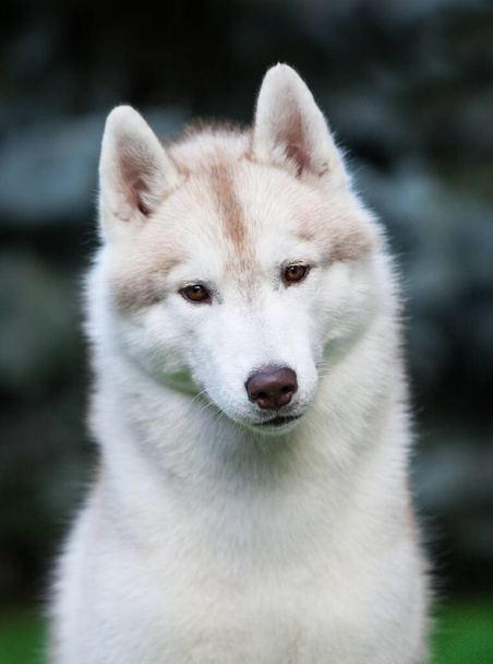 Beautiful gray siberian husky puppy in the park - Foto, Imagem