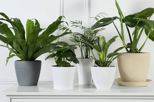 Many different houseplants in pots on chest of drawers near white wall, closeup - Foto, Imagen