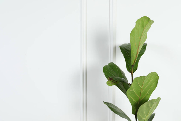 Beautiful ficus near white wall, space for text. Exotic houseplant - Foto, afbeelding