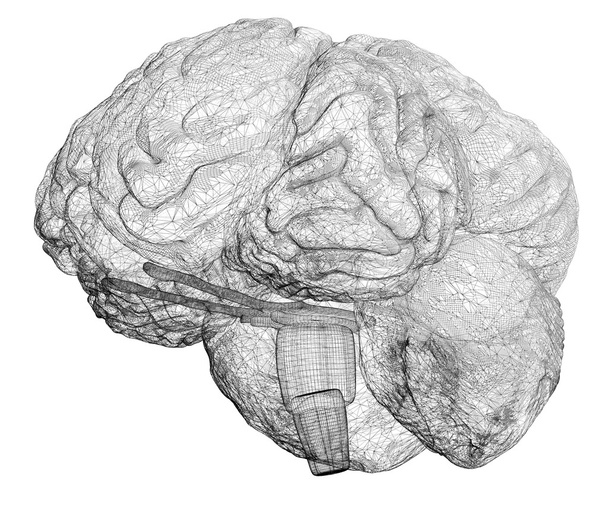 Cérebro humano
  - Foto, Imagem