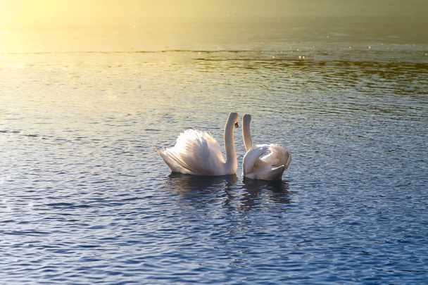 Swans looking at sunset - Photo, Image