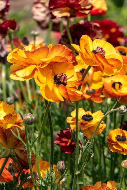 Flores amarillas de jardín cultivadas de cerca sobre un fondo floral - Foto, Imagen