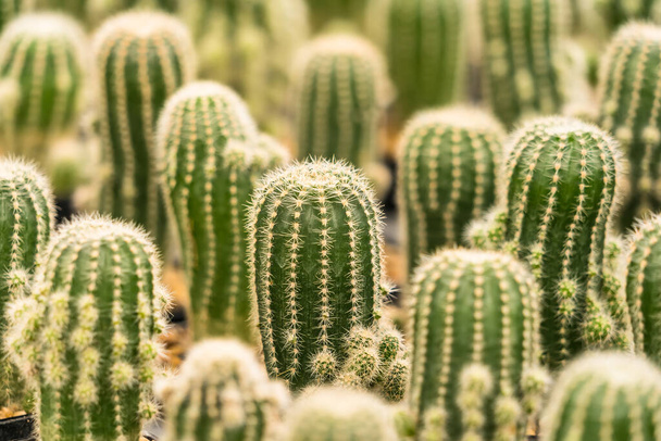 Beaucoup de cactus dans un petit fond de pot - Photo, image