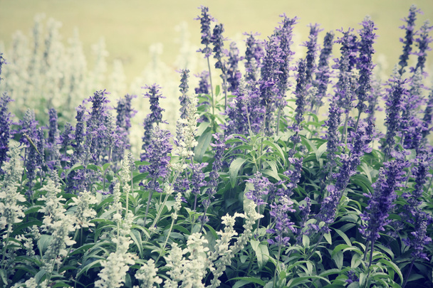 Violetti salvia kukkia
 - Valokuva, kuva