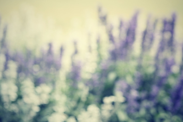 Borrosa de flores de salvia púrpura
 - Foto, imagen