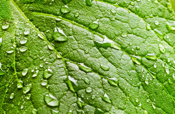 Çiğ damlalı yeşil yaprağın soyut doğal arkaplanı. yatay - Fotoğraf, Görsel