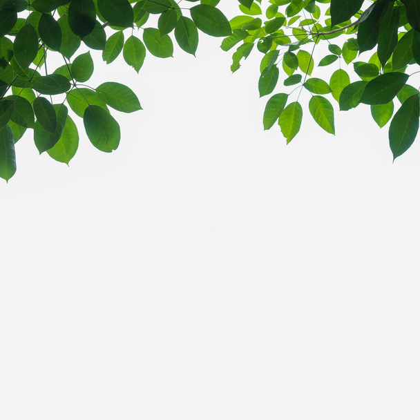Green leaves on a white background - Photo, Image