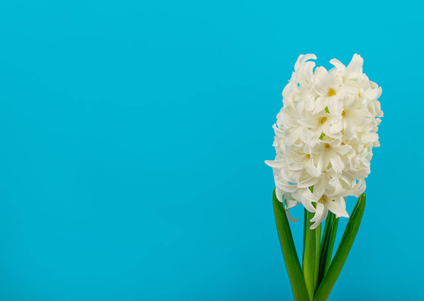 Hyacinth Isolated on Blue Background, Spring Flower Closeup with Copy Space, Beautiful Hyacinthus Flowers, White Hyacinth Banner - Foto, afbeelding
