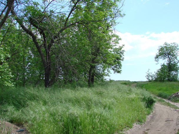 Panorama lesního pásu obklopeného vysokou divokou trávou na okraji stepní cesty. - Fotografie, Obrázek