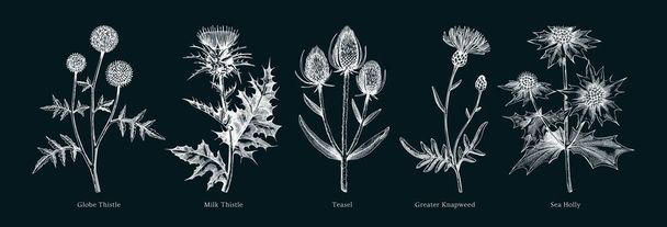 Vector botanical illustrations collection. Decorative thistle plant in sketch style. Hand drawn summer flower sketch. Coast wildflower drawing on chalkboard. Floral design element.  - ベクター画像