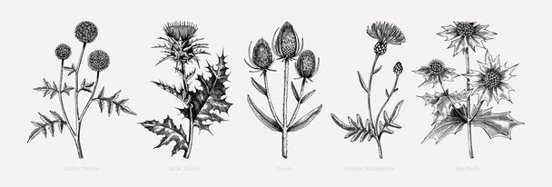 Vector botanical illustrations collection. Decorative thistle plant in sketch style. Hand drawn summer flower sketch. Coast wildflower drawing isolated on white background. Floral design element.  - Vektor, kép