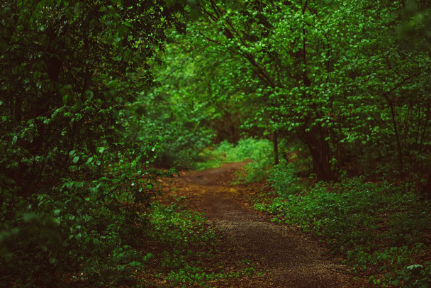 Dark moody forest with path and green trees, natural outdoor vintage background - Photo, image