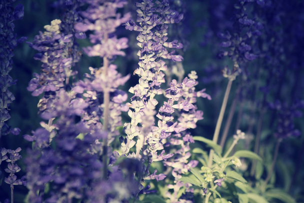 violette Salvia-Blüten - Foto, Bild