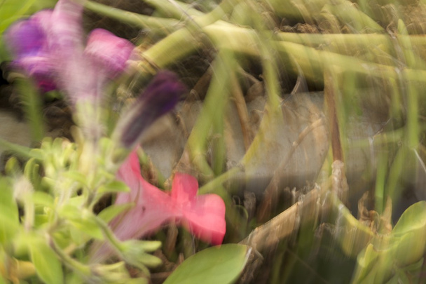 розмиті квіти світлі стежки фону
 - Фото, зображення