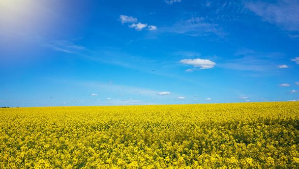 Rapeseed field. Wonderful blooming yellow canola field landscape. - Zdjęcie, obraz