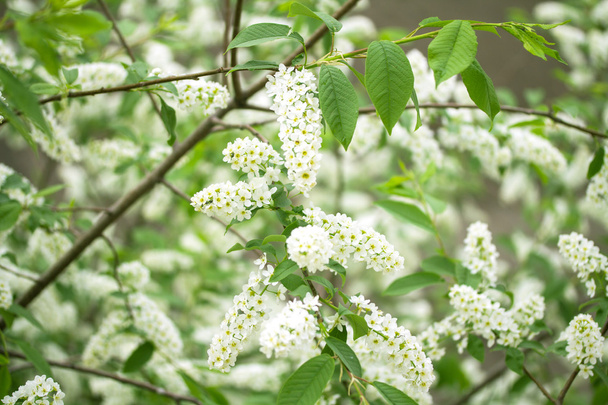 White cherry flowers - Fotó, kép