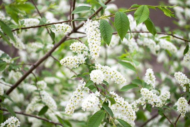 White cherry flowers - Fotoğraf, Görsel