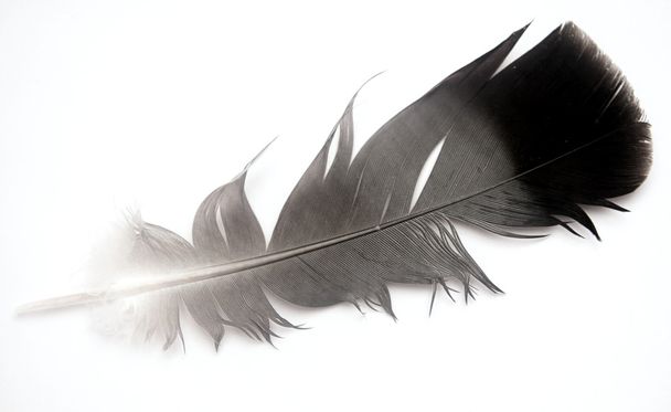 Pluma de ave aislada
 - Foto, imagen