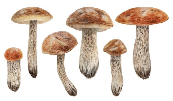 Wild mushrooms watercolor hand drawn botanical realistic illustration. Forest boletus isolated on white background. Great for printing on fabric, postcards, invitations, menus, book of recipes - Φωτογραφία, εικόνα