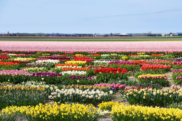 Julianadorp, Países Bajos. Mayo de 2023. Los visitantes recogen flores en un jardín. Foto de alta calidad - Foto, imagen