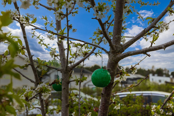 Vista de plástico verde insetos pegajosos armadilhas na macieira contra o céu azul com fundo de nuvens brancas. Suécia. - Foto, Imagem