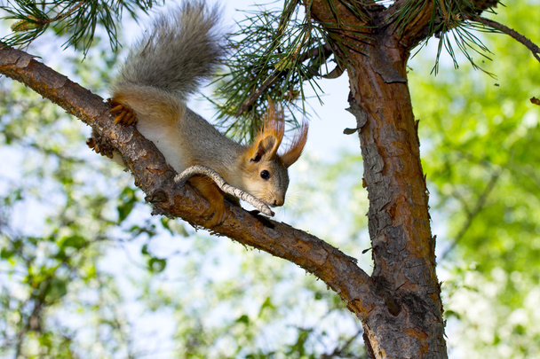Squirrel on a tree in forest - Photo, Image
