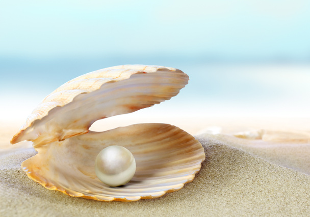 Concha con una perla
 - Foto, imagen