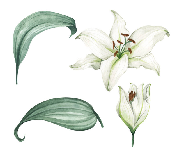 Set of White lilies. White flowers for greeting cards, wedding invitations, birthday cards, stationery. Isolated on white background. Watercolor illustration. - Foto, imagen