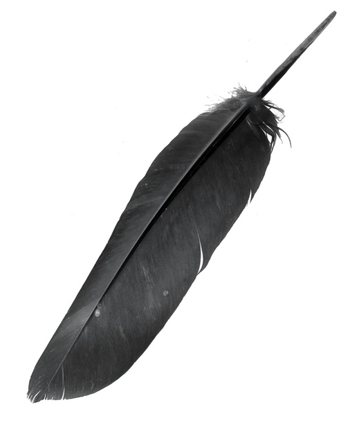 pluma de pájaro sobre fondo negro - Foto, Imagen