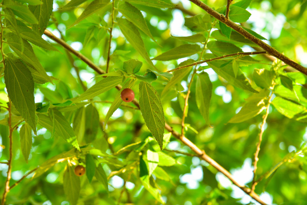Asian cherry fruit - Photo, Image