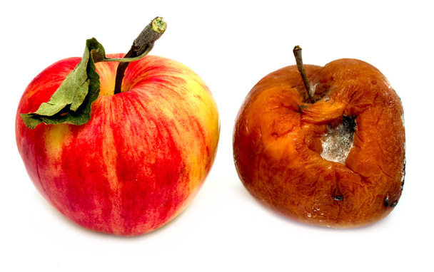 Zepsute zgniłe jabłka - Zdjęcie, obraz