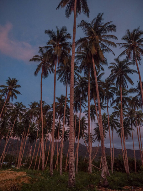 Kilátás sziluettekkel pálmafák alatt trópusi naplemente, Kaimana, Madárfej-félsziget, Nyugat-Pápua, Indonézia - Fotó, kép