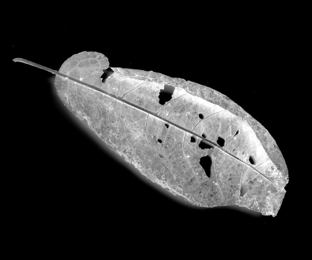 Листья, съеденные вредителями
 - Фото, изображение