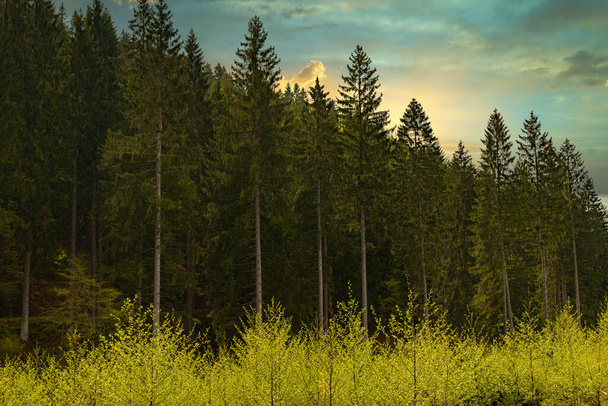 πράσινο φόντο δέντρα. Δάση δασική μονοπάτι μονοπάτι δασική διαδρομή. Φύση, οικολογική και ταξιδιωτική έννοια - Φωτογραφία, εικόνα