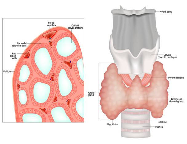 Struktur der Schilddrüse. Histologische Struktur der thyoiden Schilddrüsenfollikel oder der Epithelzellen oder Thyreozyten - Vektor, Bild