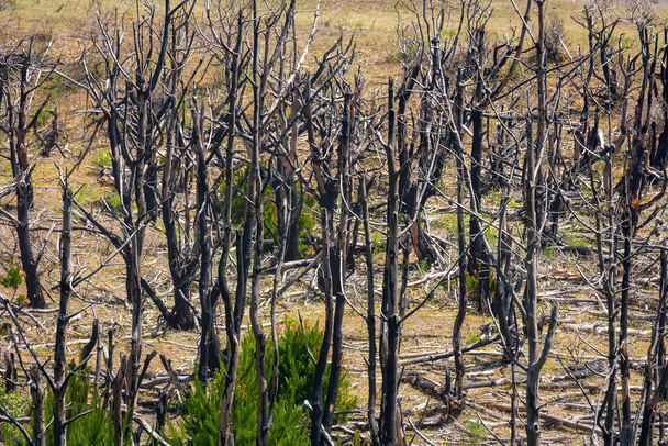 Δέντρα κομμένα και καμένα στη νότια Χιλή - Φωτογραφία, εικόνα