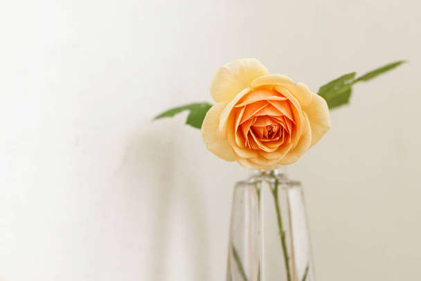Κομψό κίτρινο τριαντάφυλλο σε ρουστίκ φόντο τοίχου. Όμορφο καλοκαιρινό λουλούδι σε βάζο μαζεμένο από κήπο, ανθοσυνθέσεις σε μοντέρνο δωμάτιο στο σπίτι - Φωτογραφία, εικόνα