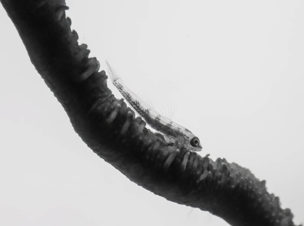 エジプト紅海における鞭サンゴの子(ブラニノプス・ヨゲイ) - 写真・画像
