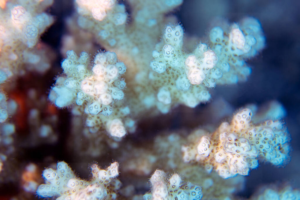 Close up showing the intricate detail of coral in the Red Sea, Egypt - Photo, Image