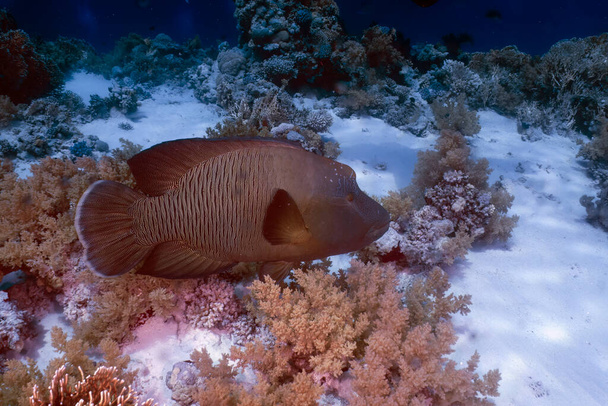 A Napoleon Wrasse (Cheilinus undulatus) dans la mer Rouge - Photo, image
