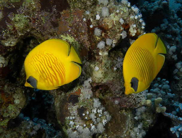 A Masked Butterflyfish (Chaetodon semilarvatus) in the Red Sea - Photo, Image