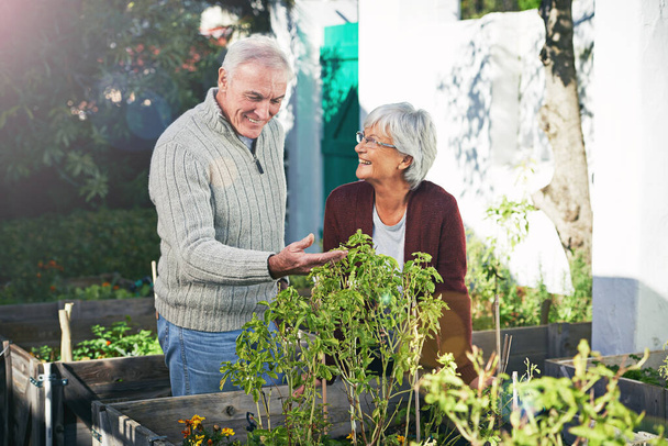 Seniorenpaar tuinieren in achtertuin, planten en geluk buiten met natuur en duurzaamheid. Oudere man met vrouw samen in de tuin tijdens hun pensionering, milieuvriendelijk met plantkunde en milieu. - Foto, afbeelding