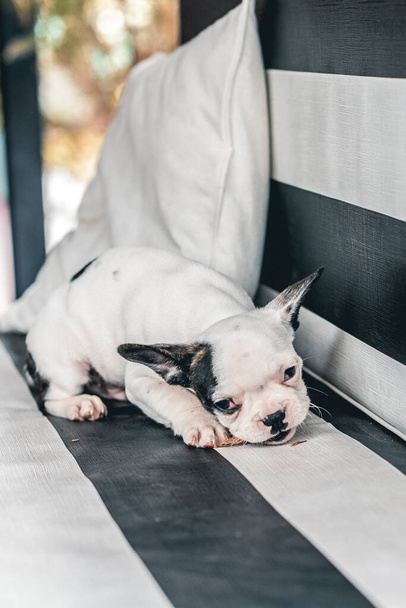 Kleine süße französische Bulldogge mit Ast im Maul auf einem Gartenstuhl - Foto, Bild