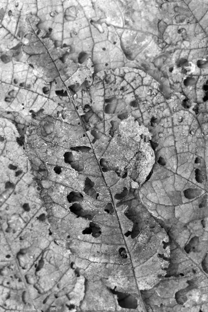 Listy se jedí škůdci - Fotografie, Obrázek