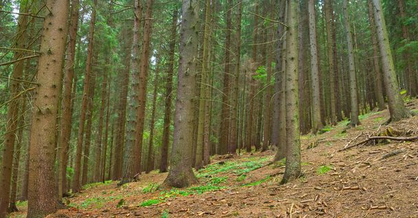 fir tree forest growth up on mount slope - 写真・画像