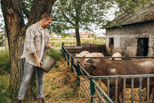 Farmer is feeding pigs on his animal farm. - Фото, зображення