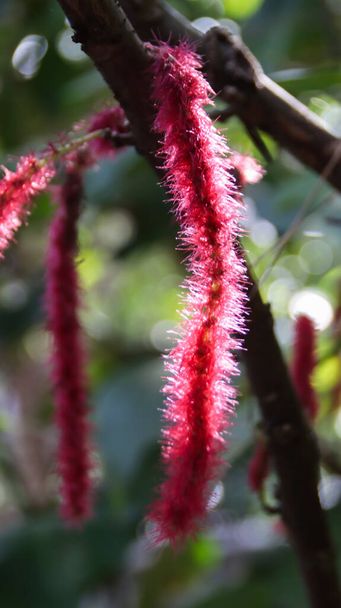 Acalypha hispida roślin, znany również jako roślin Chenille lub Red Hot Cat 's Tail. Podkreślić jego unikalne cechy, takie jak długie, rozmyte, czerwone kwiaty, które przypominają puszysty ogon. - Zdjęcie, obraz