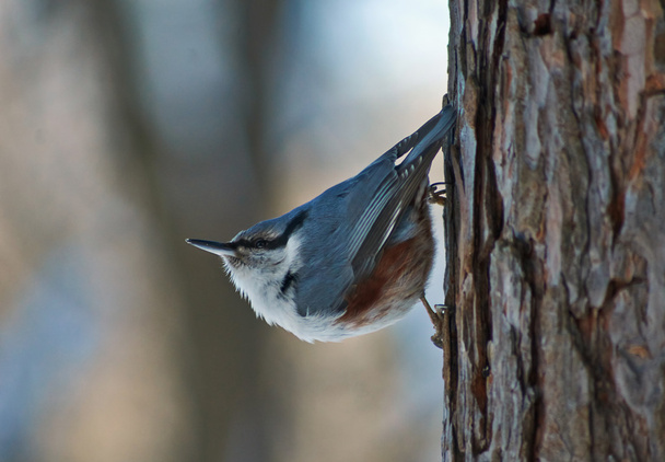 Wild bird nuthatch on the background of a winter forest. - Photo, Image